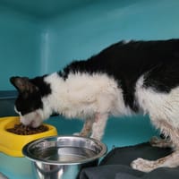 Styx (réservé), chat à adopter
