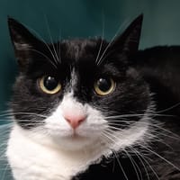 Orge (réservé), chatte à adopter