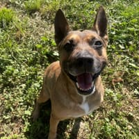 BOYKA, chien à adopter