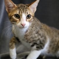 MZURI HAB17400, chat à adopter