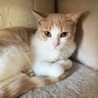 Lyra, chatte à adopter