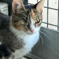 Iris, chatte à adopter