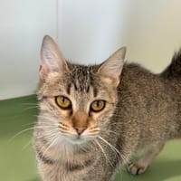 FLEUR, chatte à adopter