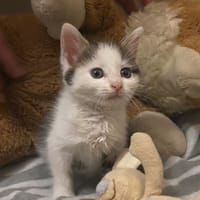 Aramis, chatte à adopter