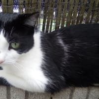 Jakarta, chatte à adopter