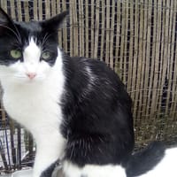 Jakarta (réservée), chatte à adopter