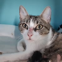 Val (réservé), chatte à adopter