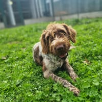 VRAK, chien à adopter