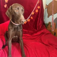 YAO, chien à adopter