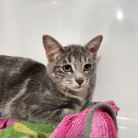 HUNTER, chatte à adopter