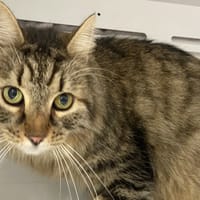 DENZEL, chat à adopter