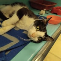 polo pab28013, chat à adopter