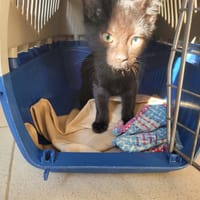 Chumani (réservé), chat à adopter