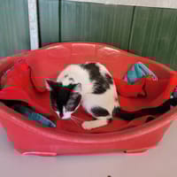 Cassidy, chatte à adopter