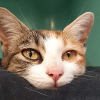 Pitêtre (réservé), chatte à adopter