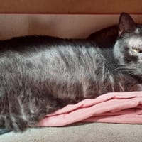 Julia, chatte à adopter