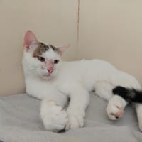 Duchesse PAB28021, chatte à adopter