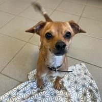 SAMI, chien à adopter