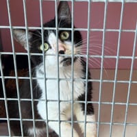 Galbi, chat à adopter