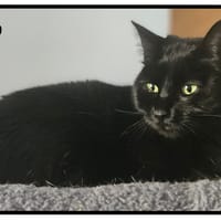 LILO, chatte à adopter