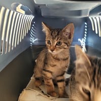 Kohana (réservé), chatte à adopter