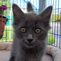 CAPITAINE POILS, chat à adopter