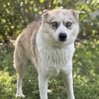 Couettou CAA14116, chienne à adopter