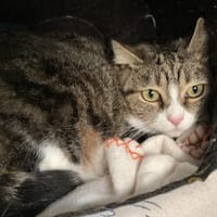 Popy, chatte à adopter