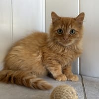 Atipam (réservé), chat à adopter