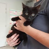 CHAPI, chatte à adopter
