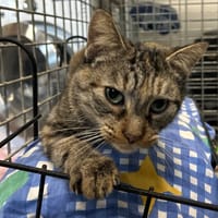 ALAROBIA, chatte à adopter