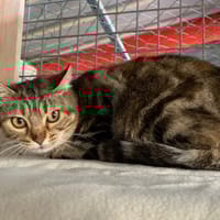 Minette, chatte à adopter