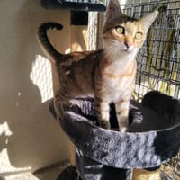 ABY PAB27981, chatte à adopter