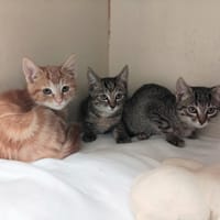 SUMO PAB27982, chat à adopter