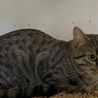DOMINO, chat à adopter