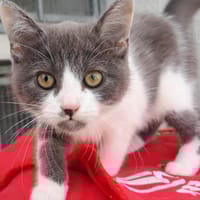 ANKO, chat à adopter