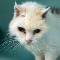 Titan, chat à adopter