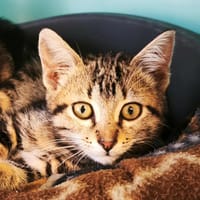 PITIOU ( réservé ), chat à adopter