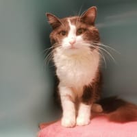 DIDGERIDOO, chat à adopter