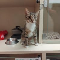 PAB 28023 MIA, chatte à adopter