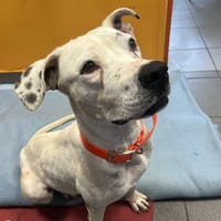 REMONTADA, chienne à adopter