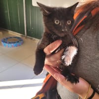 Kewane (réservé), chat à adopter