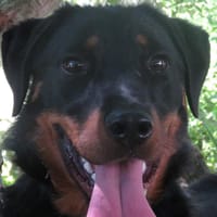 HYDROMEL HAA24616, chien à adopter