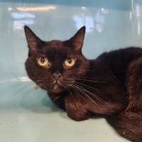 PUPUCE, chatte à adopter