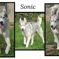 SONIC, chien à adopter