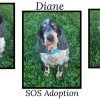 DIANE (Réservée), chienne à adopter