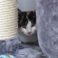 CAPRICE, chatte à adopter