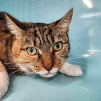 PEPITA, chatte à adopter