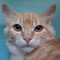 Kouignamann (réservé), chat à adopter