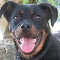ERMINE HAA24615, chienne à adopter